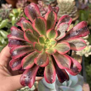 Aeonium Medusa