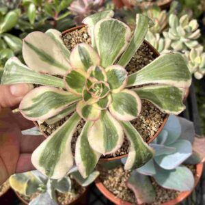 Aeonium Zeus