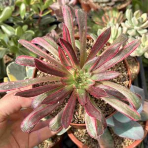 Aeonium Phoenix Flame