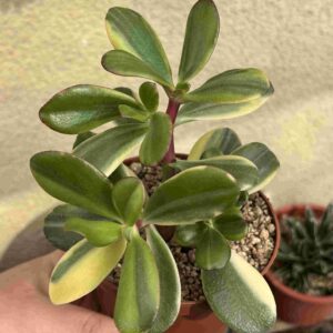 Crassula Ovata 'Hummel's Sunset Variegada'