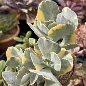 Cotyledon Undulata Variegado (XXL)
