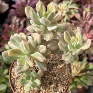 Colonia Pachyphytum Supreme Variegado