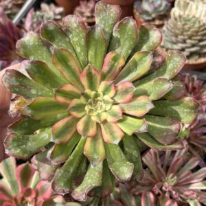Aeonium Verna