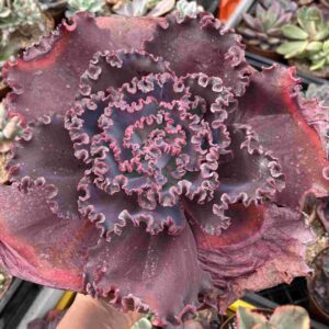 Echeveria Jane Naylor