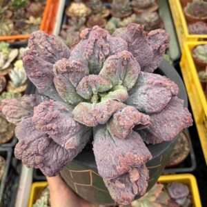 Echeveria Linguas Crestada (Carunculada)