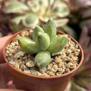 Pachyphytum Compactum Variegado