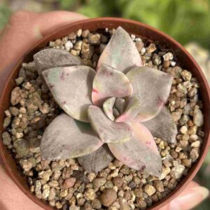 Graptoveria Bainesii Variegada