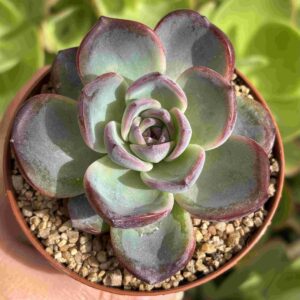 Echeveria Dark Opal (Coreana)