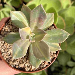 Echeveria First Love Variegada