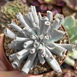 Echeveria Pig Nose