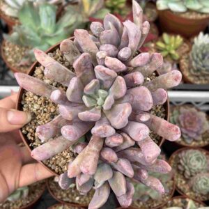 Colonia Graptoveria Cupido (XL)