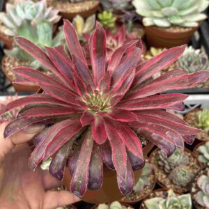 Aeonium Peacock
