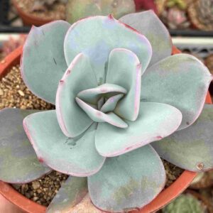 Echeveria Gila