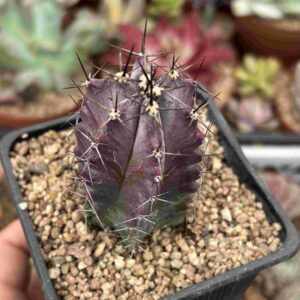 Cereus Schottil