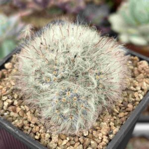 Colonia Mammilaria Bocasana