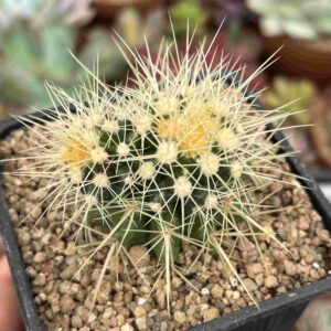 Echinocactus Grusonii