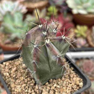 Cereus Schottil