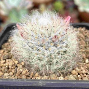 Mammilaria Bocasana