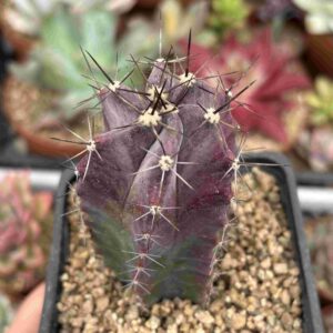Cereus Schottil