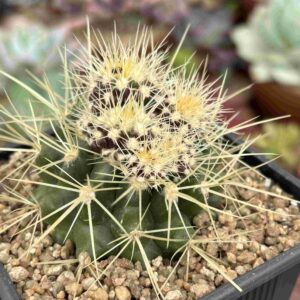Echinocactus Grusonii