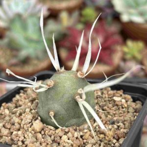 Tephrocactus Articulatus var. Papyracanthus