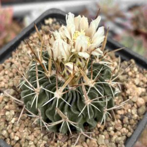 Stenocactus Multicostatus (flor blanca)