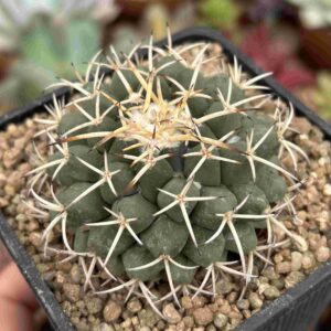 Mammilaria Magnimamma