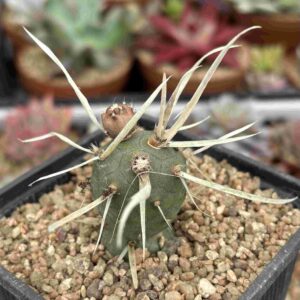 Tephrocactus Articulatus var. Papyracanthus