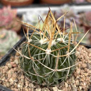 Stenocactus Multicostatus (flor blanca)