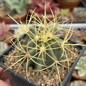 Ferocactus Glaucescens