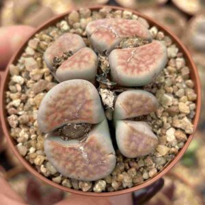 Colonia Lithops A