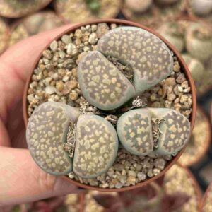 Colonia Lithops B