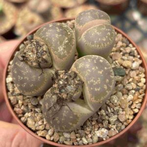 Colonia Lithops C