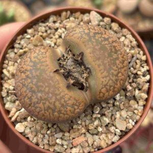 Maxi Lithops (XL)