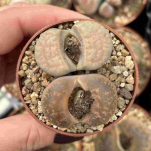 Duo Lithops A