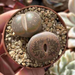 Duo Lithops B