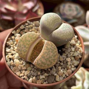 Duo Lithops E