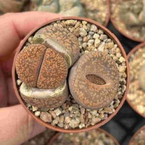 Duo Lithops G