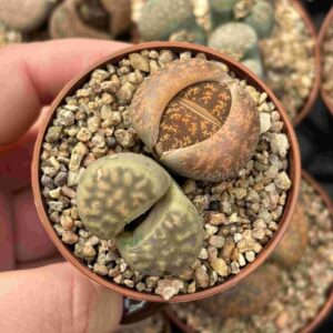 Duo Lithops H