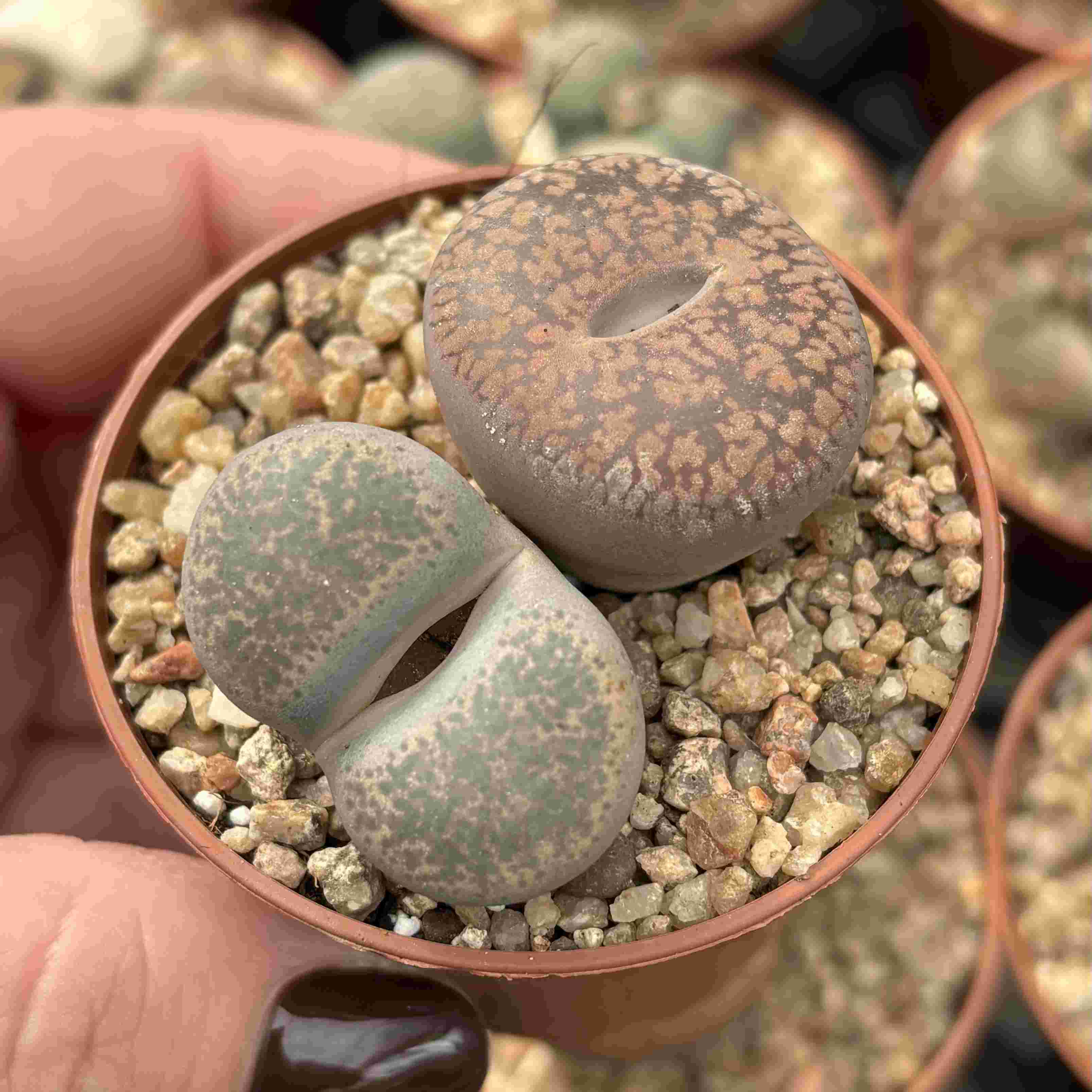 Duo Lithops I