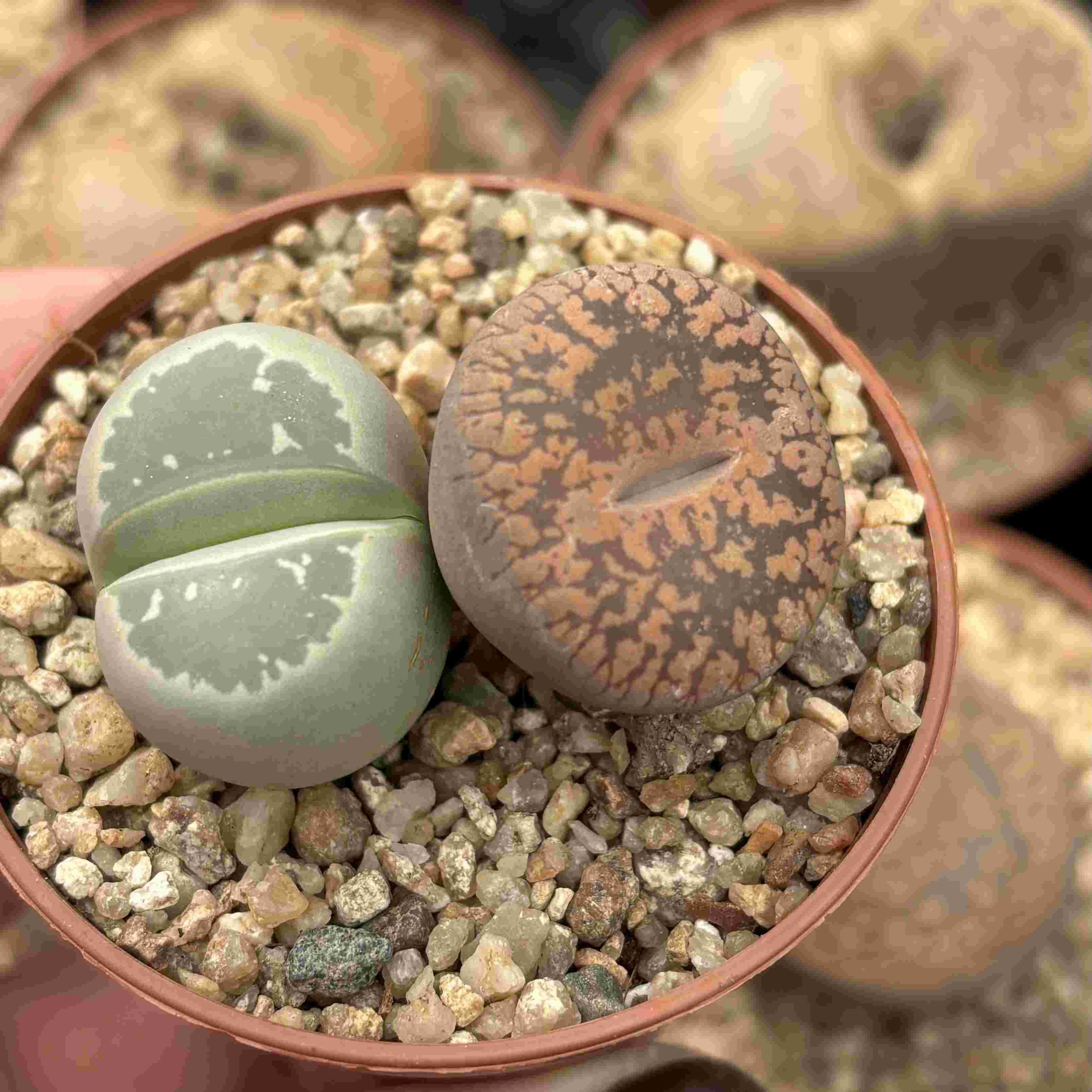 Duo Lithops J