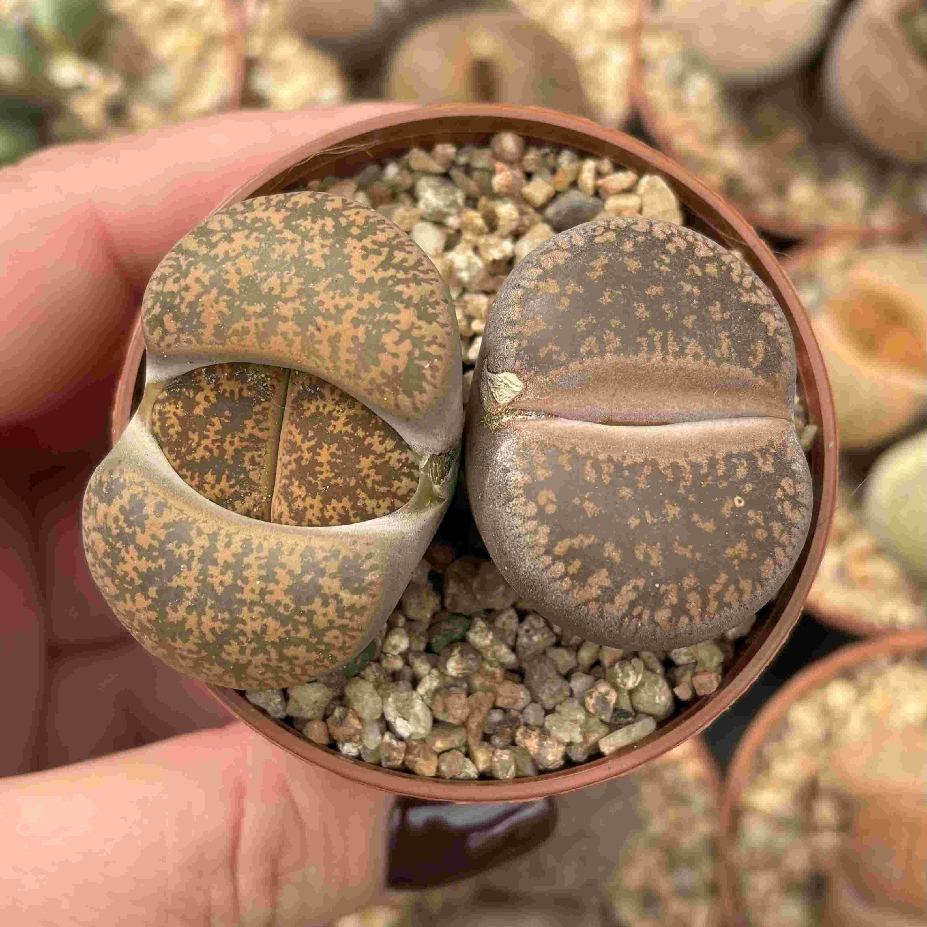 Duo Lithops K