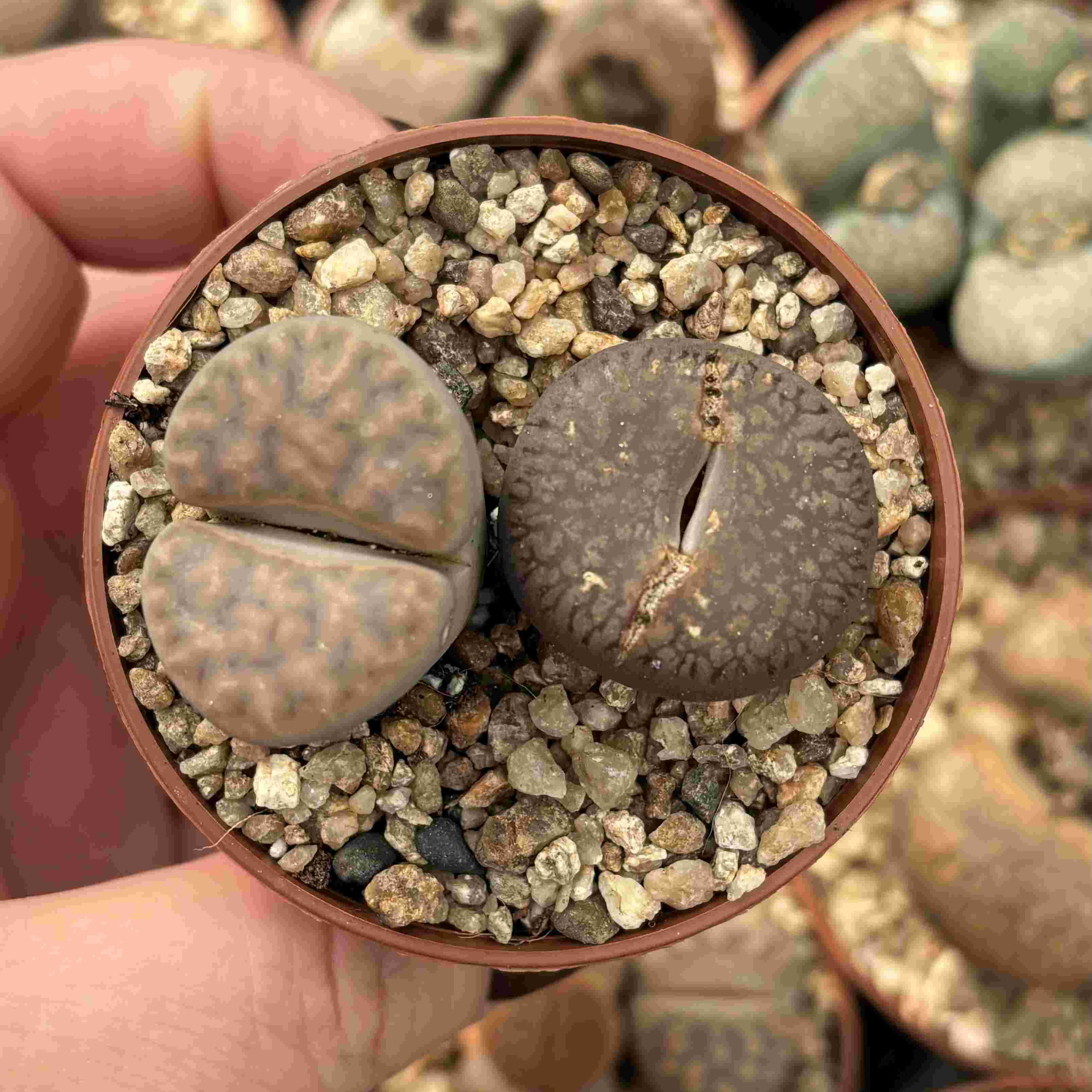 Duo Lithops L