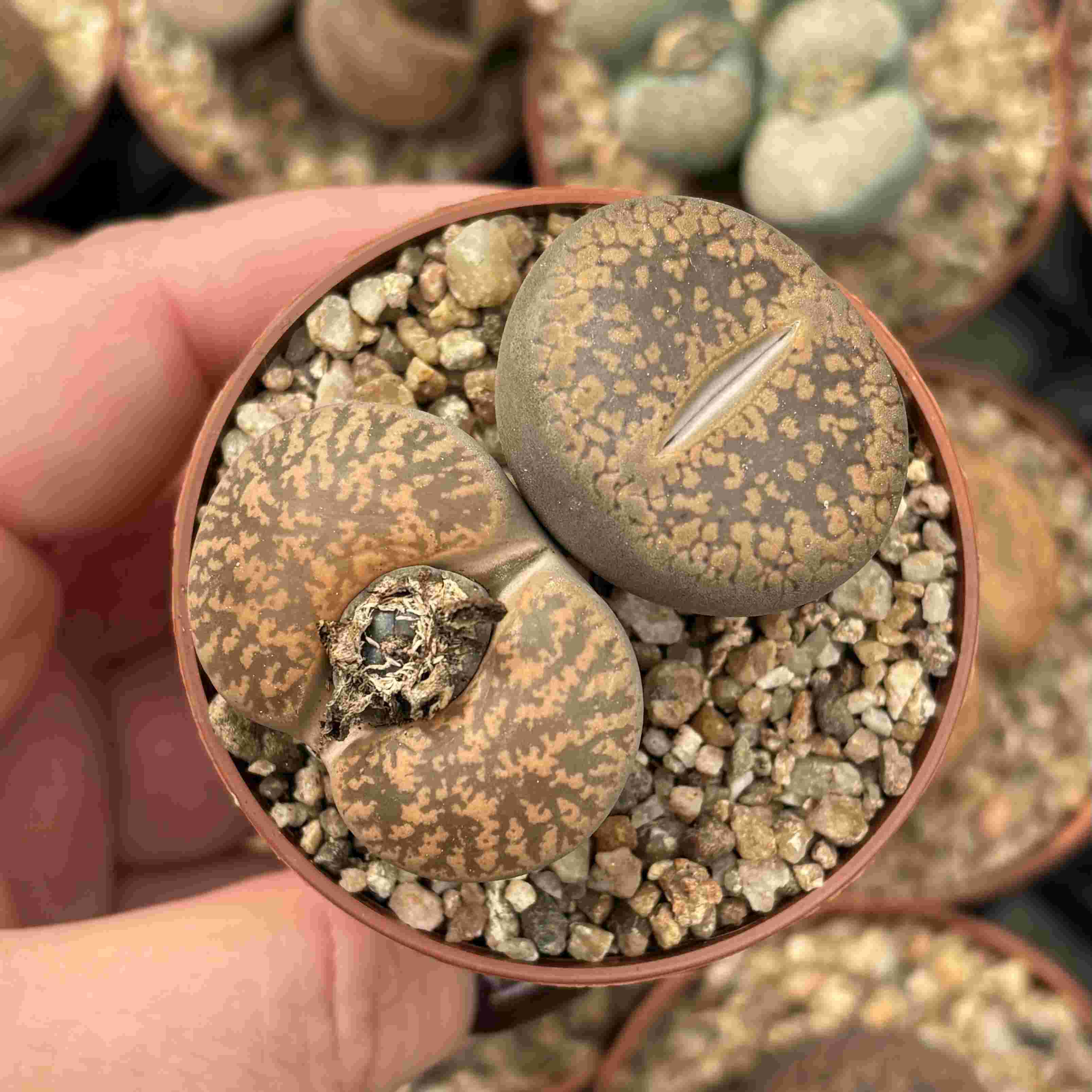 Duo Lithops M