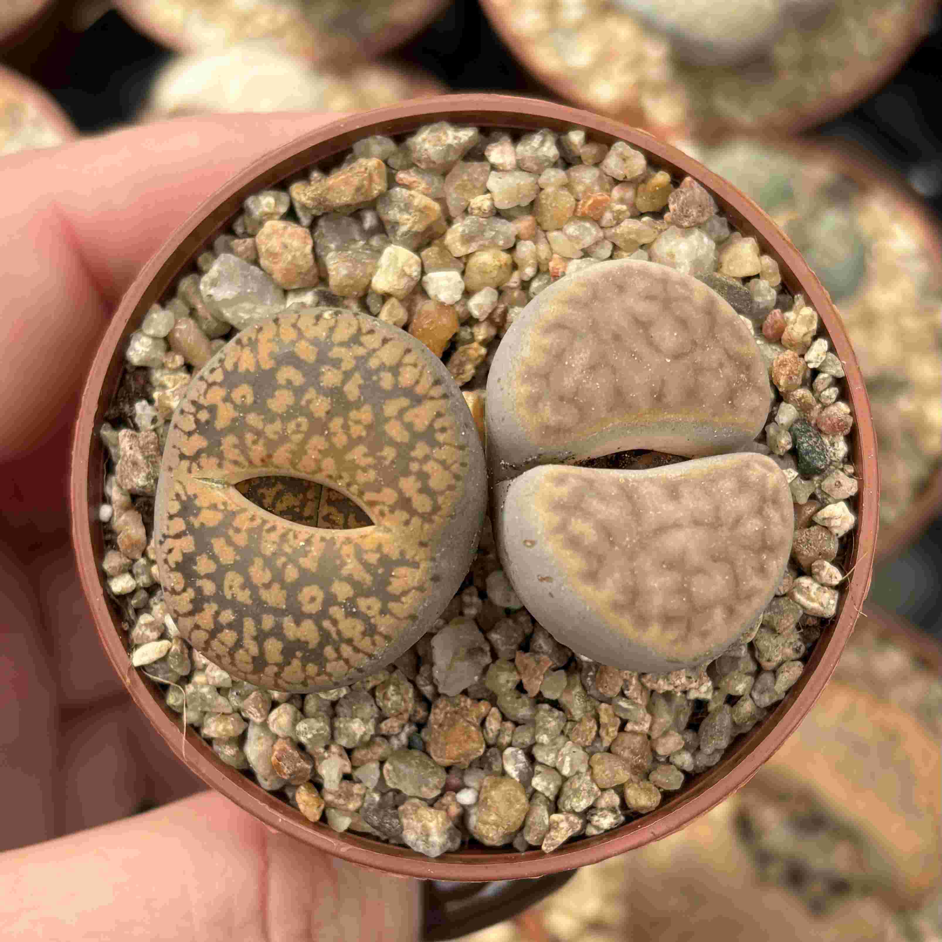 Duo Lithops N