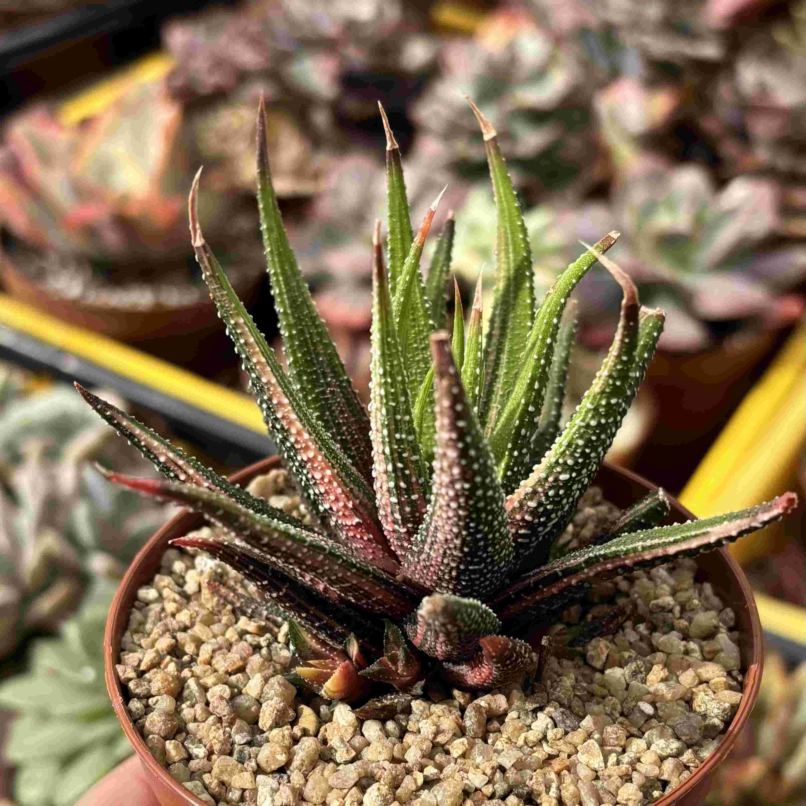 Haworthia Attenuata var. Radula f. Variegada (con hijitos)