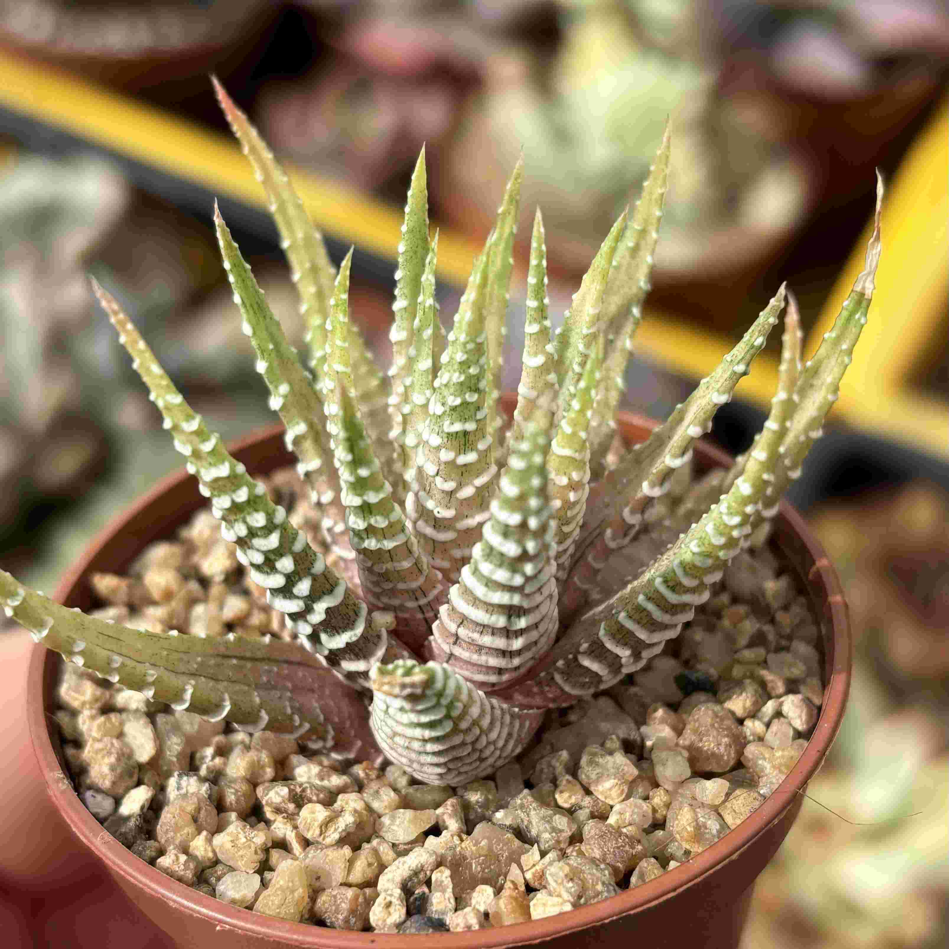 Haworthia Attenuata f.Variegata