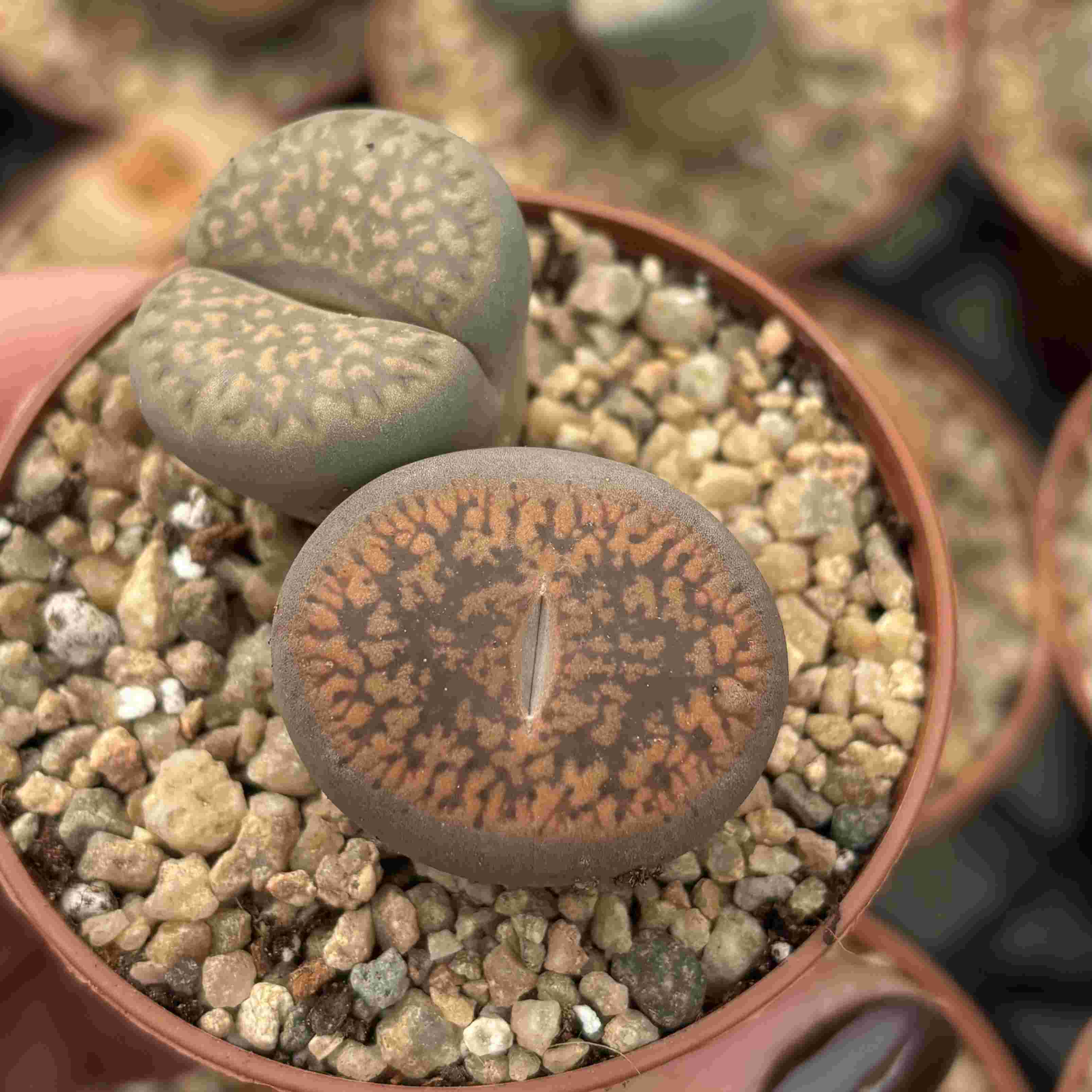 Duo Lithops Ñ