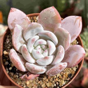 Echeveria Change (coreana)