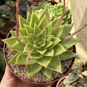 Echeveria Agavoides Red Edge